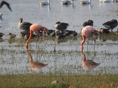 Phoenicopteriformes