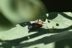 Adelphocoris