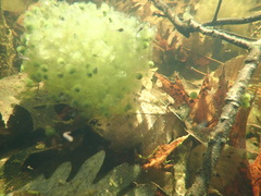 Lithobates sylvaticus