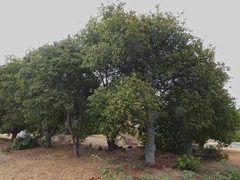 Quercus agrifolia agrifolia