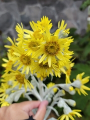 Senecio niveoaureus