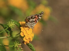Vanessa virginiensis