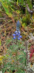 Lupinus