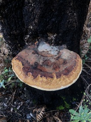 Fomitopsidaceae