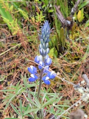 Lupinus