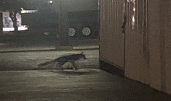 Urocyon cinereoargenteus