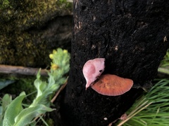 Rhodofomes cajanderi