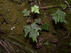 Aleuritopteris argentea