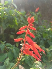Salvia splendens