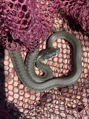 Thamnophis couchii