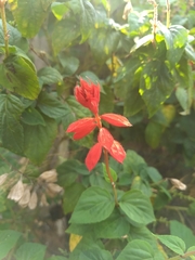 Salvia splendens