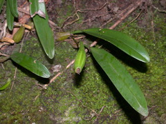 Bulbophyllum omerandrum