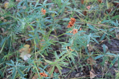 Trifolium lupinaster