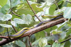 Dendrelaphis punctulatus