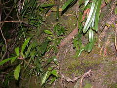 Bulbophyllum omerandrum