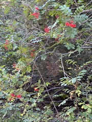 Sorbus scopulina
