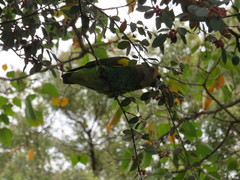 Poicephalus meyeri