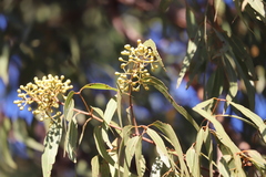 Corymbia nesophila