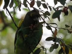 Poicephalus meyeri