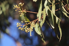 Corymbia nesophila