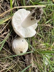 Tricholoma