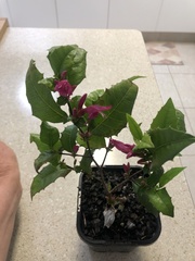 Graptophyllum ilicifolium