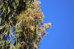 Corymbia nesophila