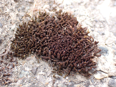 Schistidium papillosum