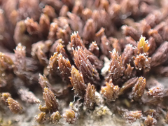 Schistidium papillosum