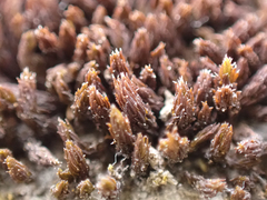 Schistidium papillosum