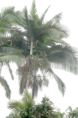 Archontophoenix alexandrae
