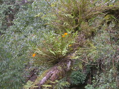 Dendrobium chryseum