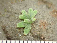 Riccia frostii