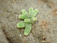 Riccia frostii