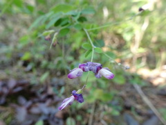 Lespedeza frutescens