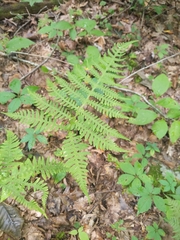 Phegopteris