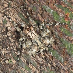 Stephanopis altifrons