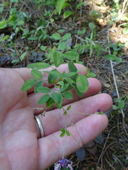 Lespedeza frutescens