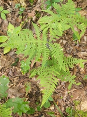Phegopteris