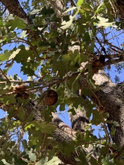 Andricus quercuscalifornicus