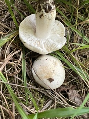 Tricholoma