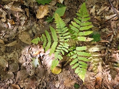 Pteridium aquilinum latiusculum