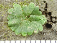 Riccia frostii
