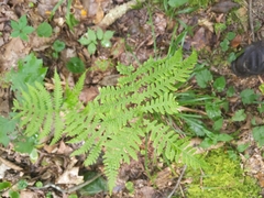 Phegopteris