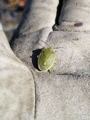 Chlorochroa persimilis