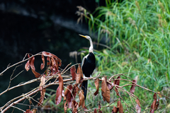 Anhinga melanogaster