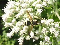 Hoplitimyia constans