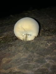 Reticularia lycoperdon