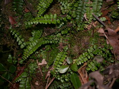 Asplenium tripteropus