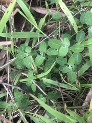 Chenopodium trigonon trigonon